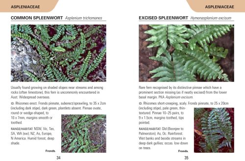 Reed Concise Guide: Ferns of Australia - Image 4