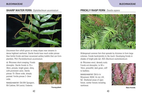 Reed Concise Guide: Ferns of Australia - Image 3