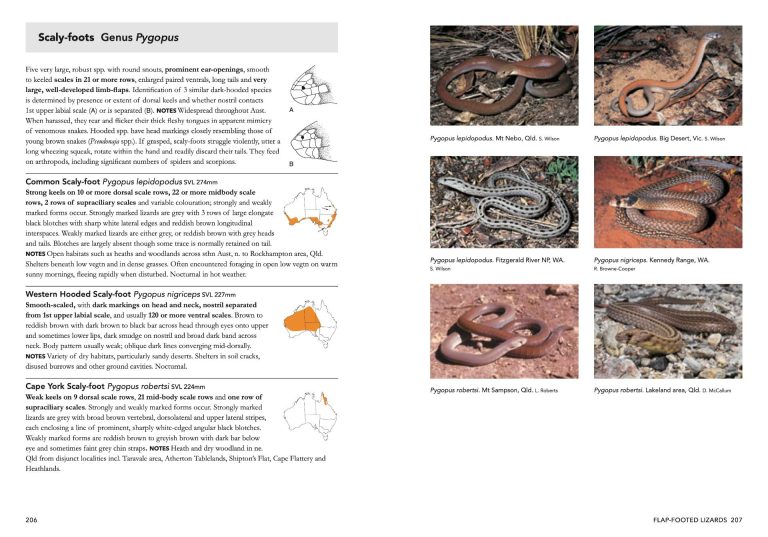 A Complete Guide To Reptiles Of Australia (Seventh Edition) - Nokomis