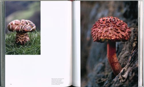 Funga Obscura:  Photo Journeys Among Fungi - Image 3