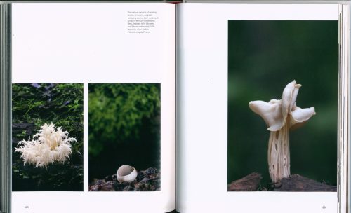 Funga Obscura:  Photo Journeys Among Fungi - Image 4