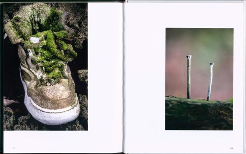 Funga Obscura:  Photo Journeys Among Fungi - Image 5