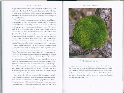 Moss and Lichen - Image 4