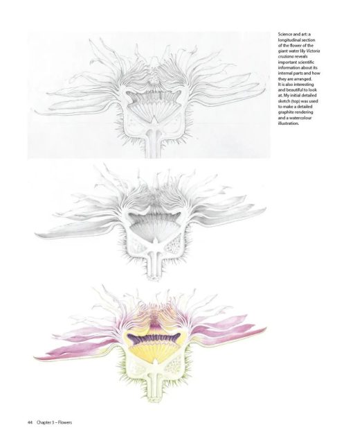 Botanical Sketchbooks: An Artist's Guide to Plant Studies - Image 4