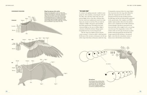 The Lives of Bats: A Global Natural History - Image 3