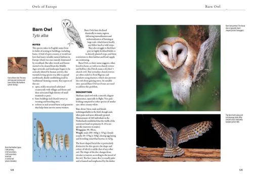 Owls of Europe: Biology, Identification and Conservation - Image 3