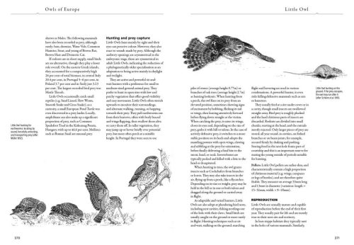 Owls of Europe: Biology, Identification and Conservation - Image 5