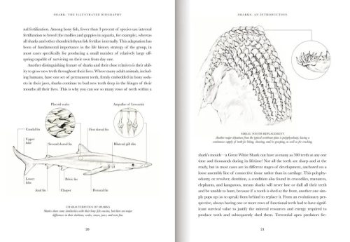 Shark: The Illustrated Biography - Image 6