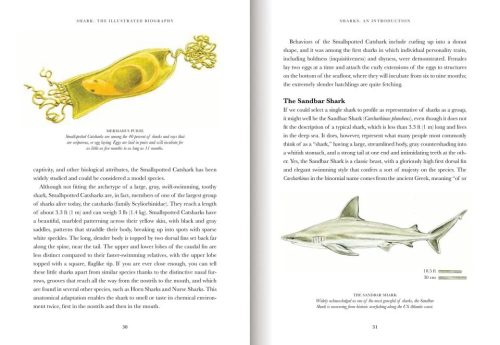 Shark: The Illustrated Biography - Image 3
