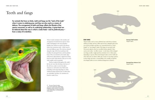 The Lives of Snakes: A Natural History of the World's Snakes - Image 2