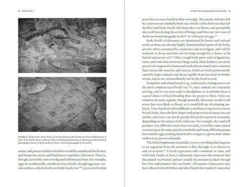 Uncovering Dinosaur Behavior: What They Did and How We Know - Image 4