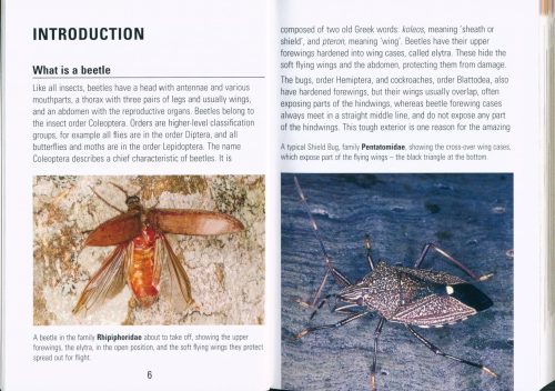 Reed Concise Guide: Beetles of Australia - Image 2