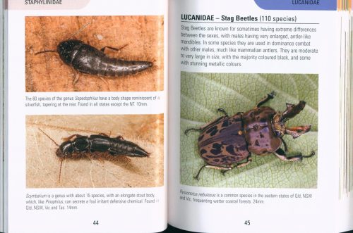 Reed Concise Guide: Beetles of Australia - Image 3
