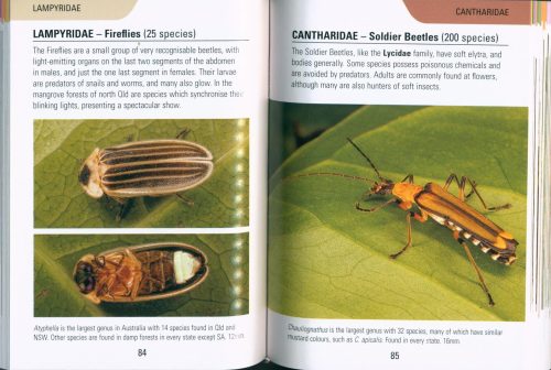Reed Concise Guide: Beetles of Australia - Image 4