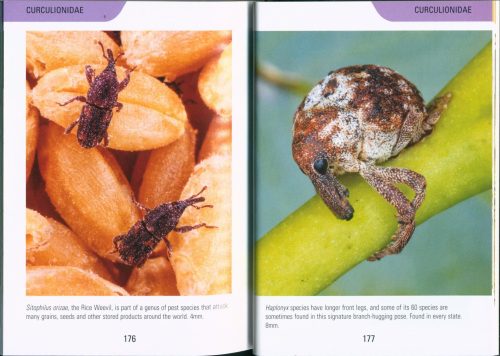 Reed Concise Guide: Beetles of Australia - Image 5