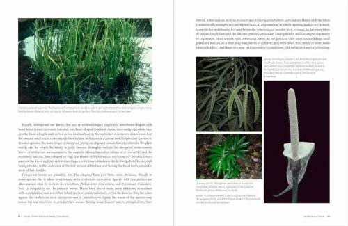 Aroids: Plants of the Arum Family (Third Edition) - Image 2