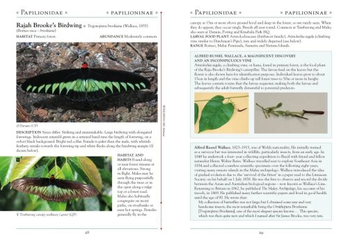A Naturalist's Guide to the Butterflies of Borneo: Sabah, Sarawak, Brunei and Kalimantan - Image 4