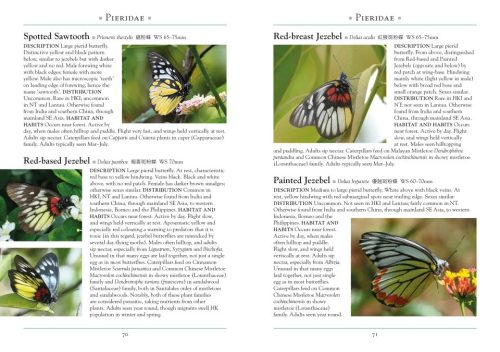 A Naturalist's Guide to the Butterflies of Hong Kong - Image 2