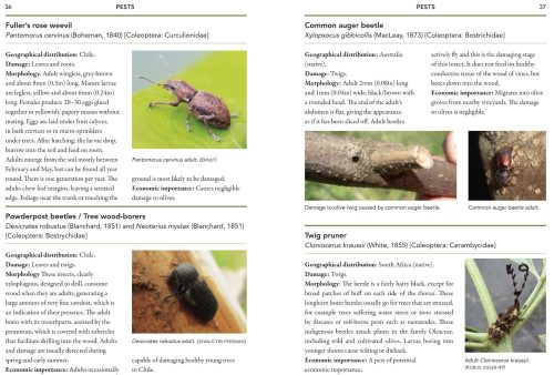 A Guide to Olive Pests and Diseases - Image 5