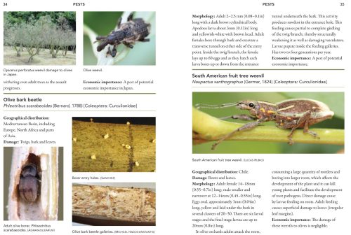 A Guide to Olive Pests and Diseases - Image 4