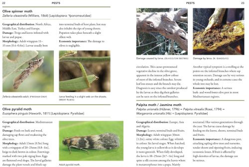 A Guide to Olive Pests and Diseases - Image 3