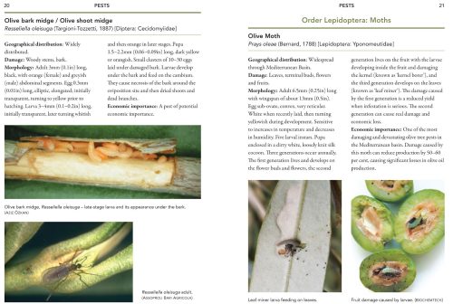 A Guide to Olive Pests and Diseases - Image 2