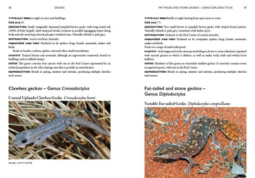 A Field Guide to Reptiles and Frogs of the Red Centre - Image 2