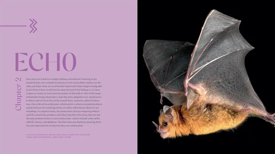 The Weird and Wonderful World of Bats: Demystifying These Often-Misunderstood Creatures - Image 3