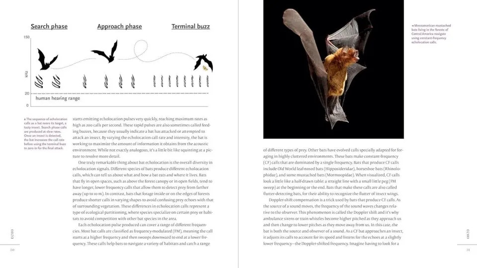 The Weird and Wonderful World of Bats: Demystifying These Often-Misunderstood Creatures - Image 4