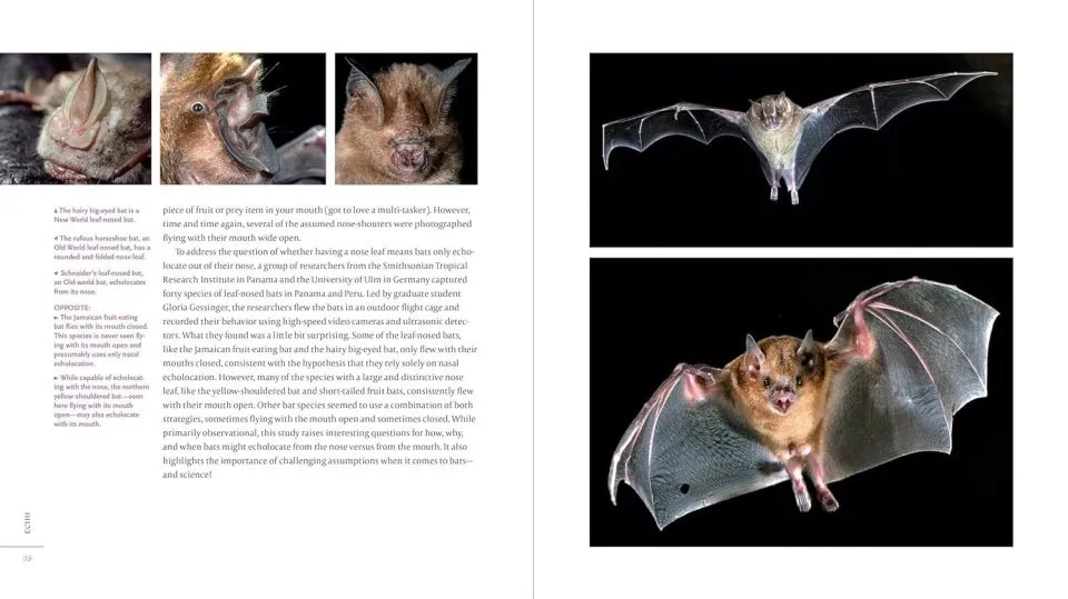 The Weird and Wonderful World of Bats: Demystifying These Often-Misunderstood Creatures - Image 5