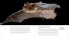 The Weird and Wonderful World of Bats: Demystifying These Often-Misunderstood Creatures - Image 6