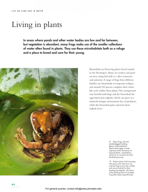 The Lives of Frogs: A Natural History - Image 5