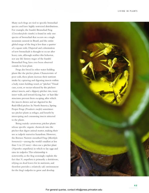The Lives of Frogs: A Natural History - Image 4