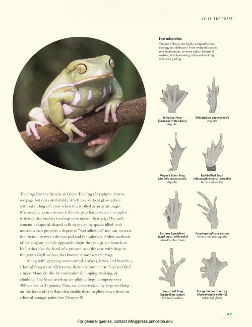 The Lives of Frogs: A Natural History - Image 2