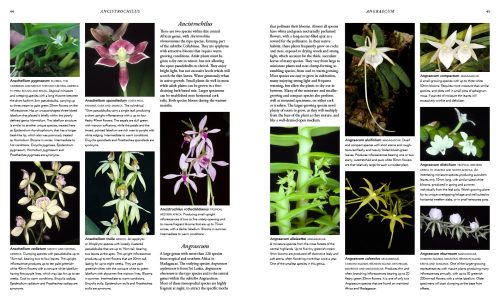 Orchid Species of the World: 3,333 Species from 343 Genera Described and Illustrated - Image 4