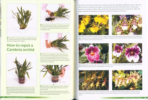 Growing Orchids at Home: The Beginner's Guide to Orchid Care (Second Edition) - Image 4