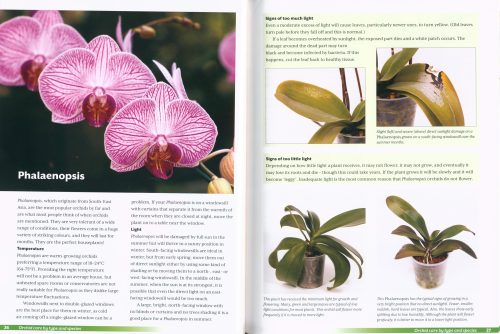Growing Orchids at Home: The Beginner's Guide to Orchid Care (Second Edition) - Image 5