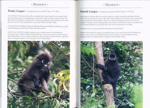 A Naturalist's Guide to the Mammals of South-East Asia (Third Edition) - Image 2