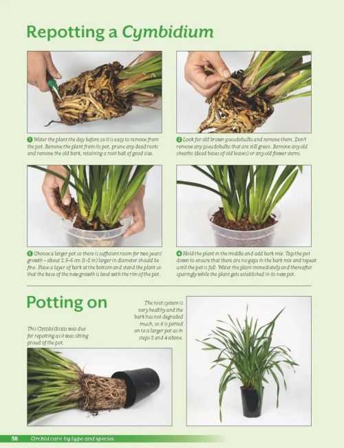 Growing Orchids at Home: The Beginner's Guide to Orchid Care (Second Edition) - Image 3