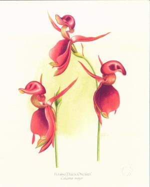 Flying Duck Orchid