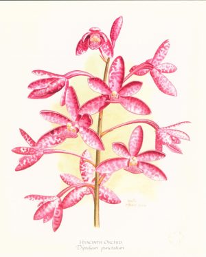 Hyacinth Orchid