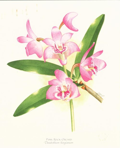 Pink Rock Orchid