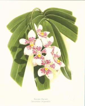 Ravine Orchid