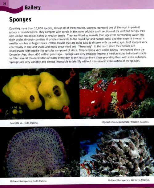 A Diver's Guide to Reef Life - Image 2