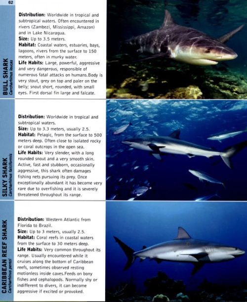 A Diver's Guide to Reef Life - Image 3