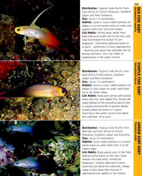 A Diver's Guide to Reef Life - Image 4