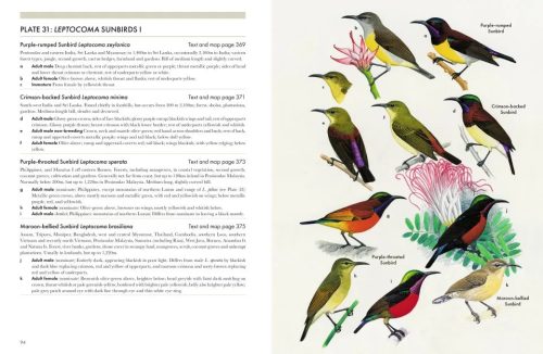 Sunbirds of the World: Sunbirds, Flowerpeckers, Spiderhunters & Sugarbirds - Image 4