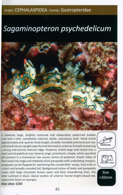 Nudibranchs and other Sea Slugs from the Gold Coast, Southern Queensland, Australia - Image 4