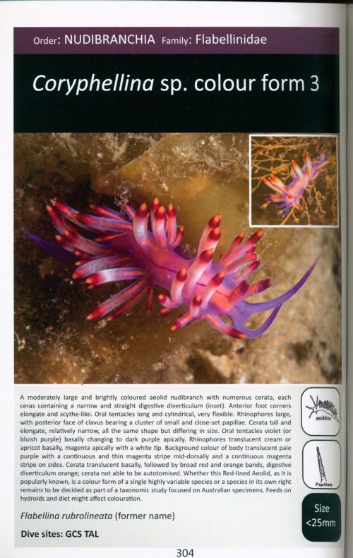 Nudibranchs and other Sea Slugs from the Gold Coast, Southern Queensland, Australia - Image 6