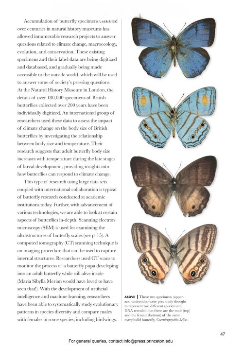 Butterflies of the World: A Guide to Every Subfamily - Nokomis